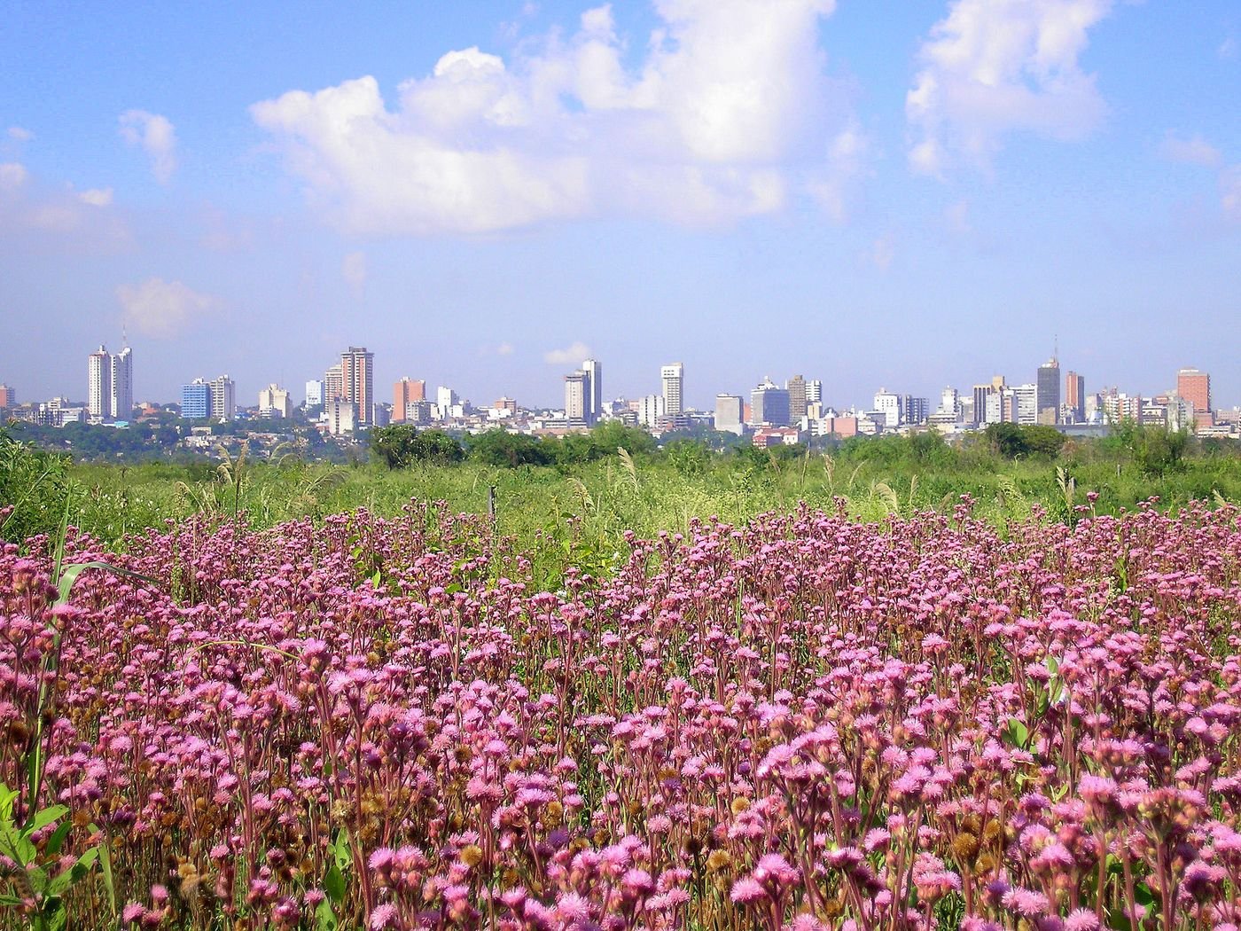 Paisagem urbana de Assunção com vegetação em primeiro plano.