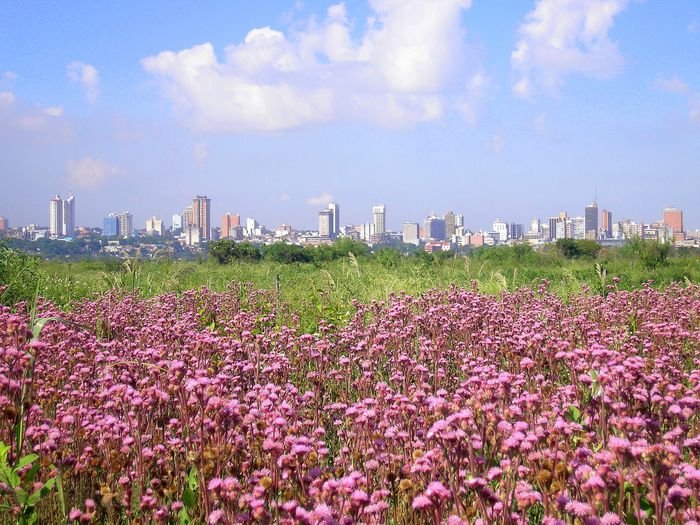 Paisagem urbana de Assunção com vegetação em primeiro plano.
